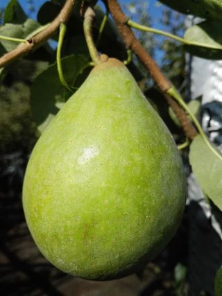 Birnen Martin Muller Obstbaume Und Beerenobst Seite 18 Von 24