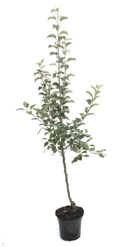 MARTIN MÜLLER OBSTBÄUME UND BEERENOBST