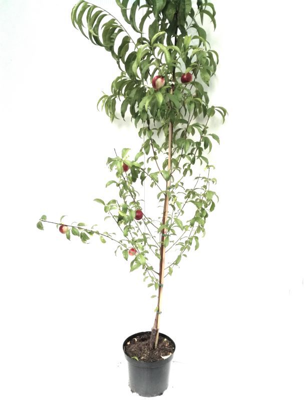 MARTIN MÜLLER OBSTBÄUME UND BEERENOBST