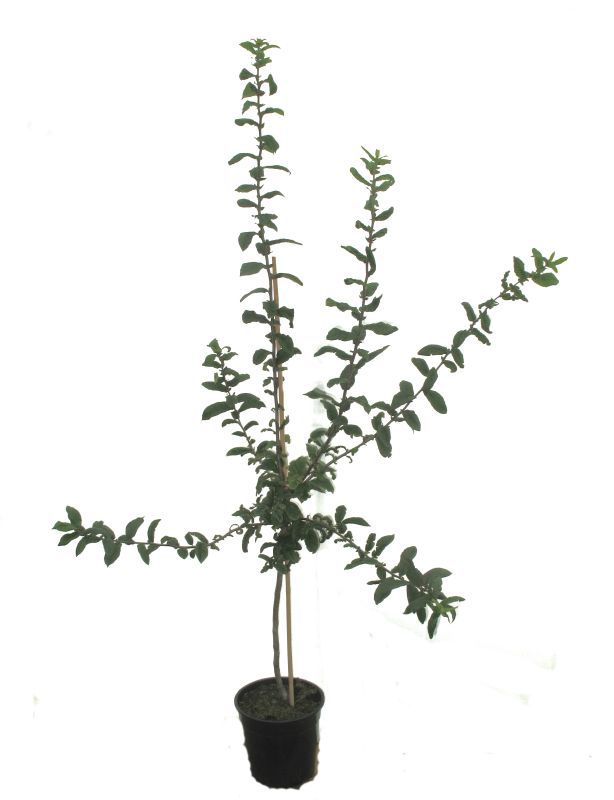 MARTIN MÜLLER OBSTBÄUME UND BEERENOBST
