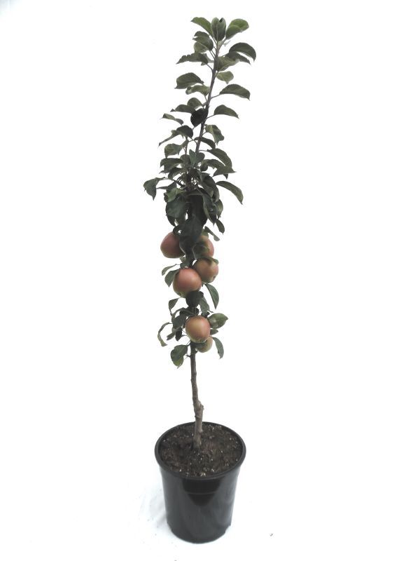 MARTIN MÜLLER OBSTBÄUME UND BEERENOBST