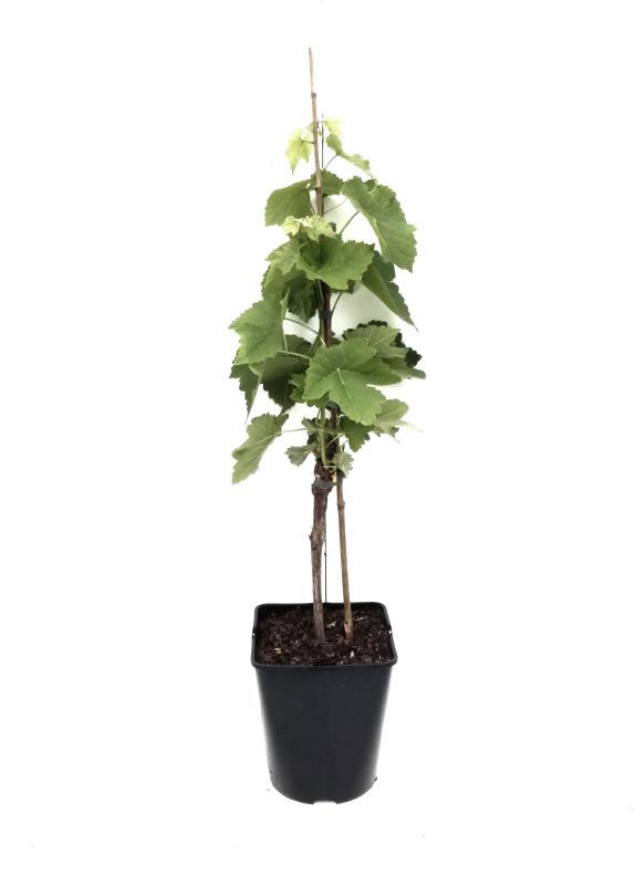 MARTIN MÜLLER OBSTBÄUME UND BEERENOBST
