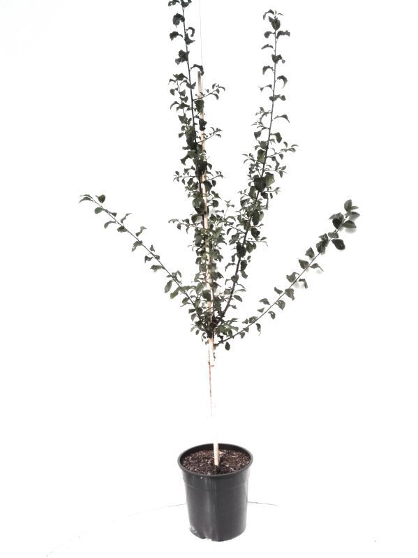MARTIN MÜLLER OBSTBÄUME UND BEERENOBST